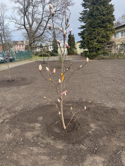Neu angelegter Außenbereich